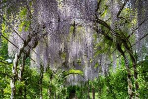 Museumtuin De Buitenplaats 
